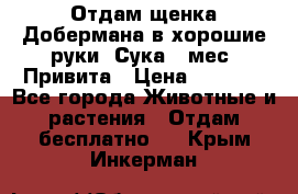 Отдам щенка Добермана в хорошие руки. Сука 5 мес. Привита › Цена ­ 5 000 - Все города Животные и растения » Отдам бесплатно   . Крым,Инкерман